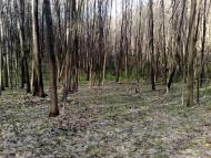 Кирияківщина з panoramio.com