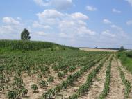 Оклі з panoramio.com