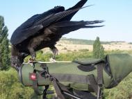 Vidkryte - Latest photos