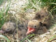 Лозівок з panoramio.com