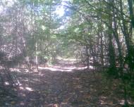 Сухоліси з panoramio.com