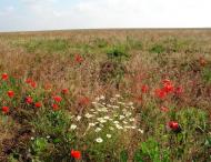 Гришине з panoramio.com