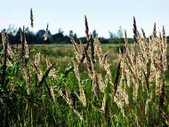 Колісники з panoramio.com