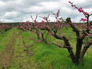 Чоботарка з panoramio.com