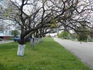 Родакове з panoramio.com