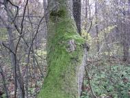 Воловики з panoramio.com