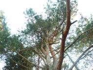 Перельоти - Останні фото