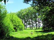 Сокіл з panoramio.com