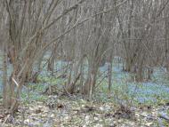 Люджа з panoramio.com