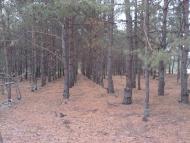 Жиричі з panoramio.com