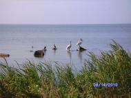 Приморське з panoramio.com