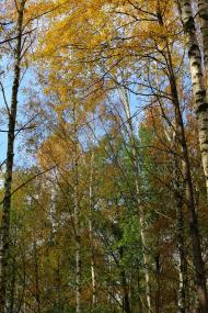 Рудня-Городищенська з panoramio.com