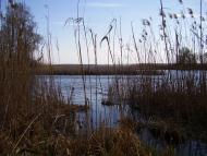 Карпівка з panoramio.com