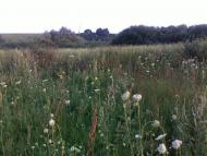 Зорівка з panoramio.com