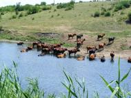 Білоусове з panoramio.com