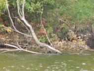 Бухни з panoramio.com