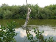 Волошки з panoramio.com