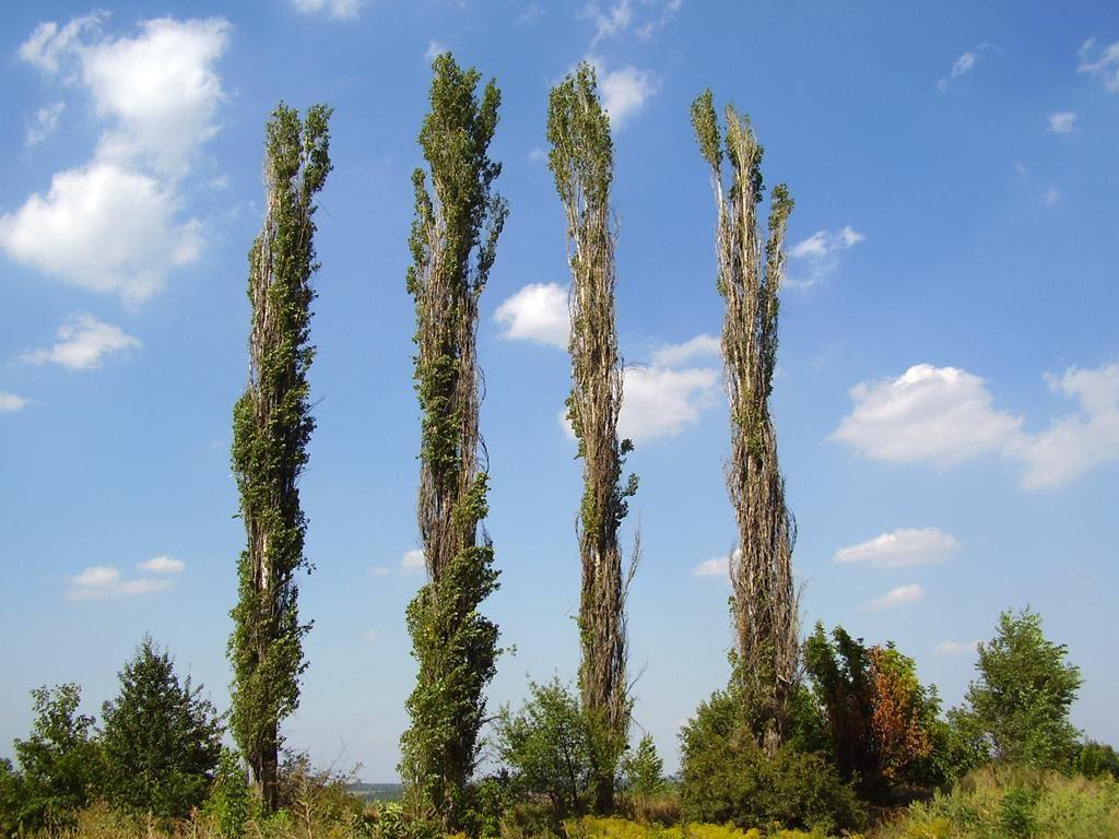 Попасна з panoramio.com - Popasna