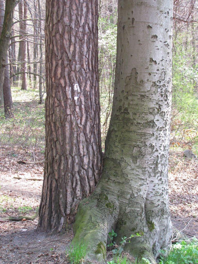 Брюховичі з panoramio.com - Брюховичи
