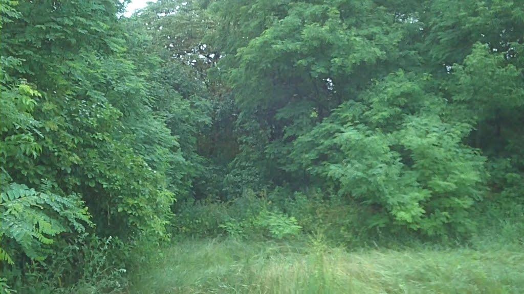 Зелене з panoramio.com - Зеленое
