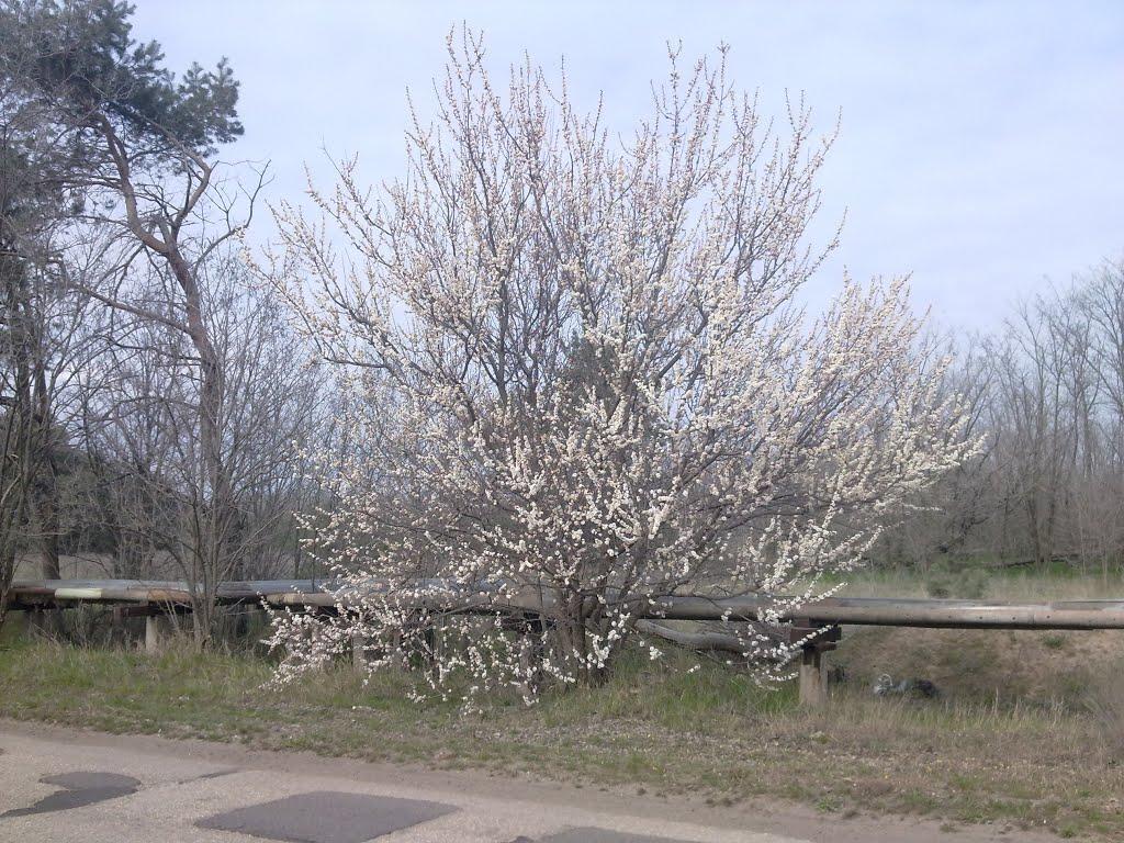 Галицинове з panoramio.com - Галициново