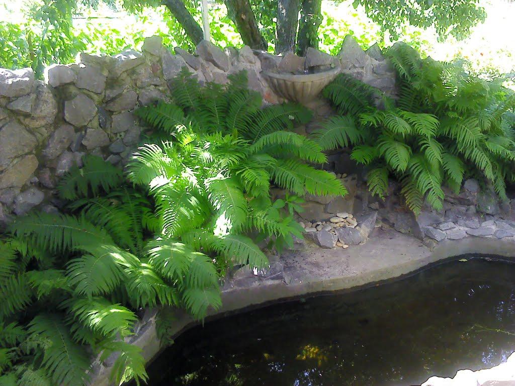 Ровжі з panoramio.com - Ровжи