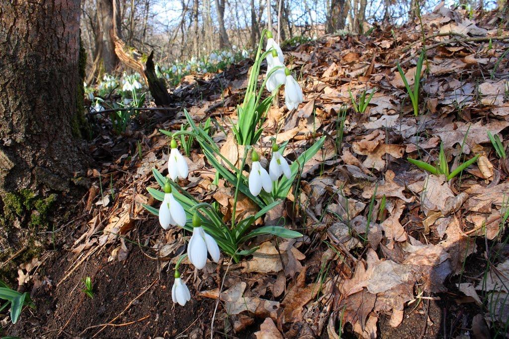 Новобобрівське з panoramio.com - Новобобрівське