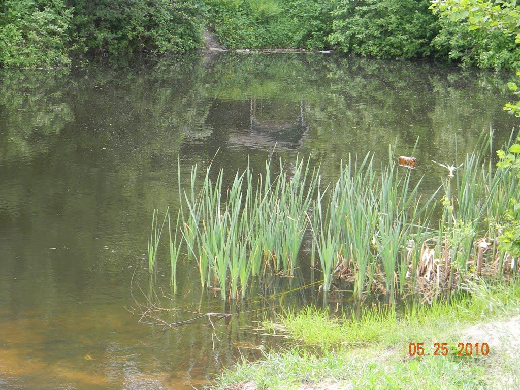 Глушицьке з panoramio.com - Глушицьке