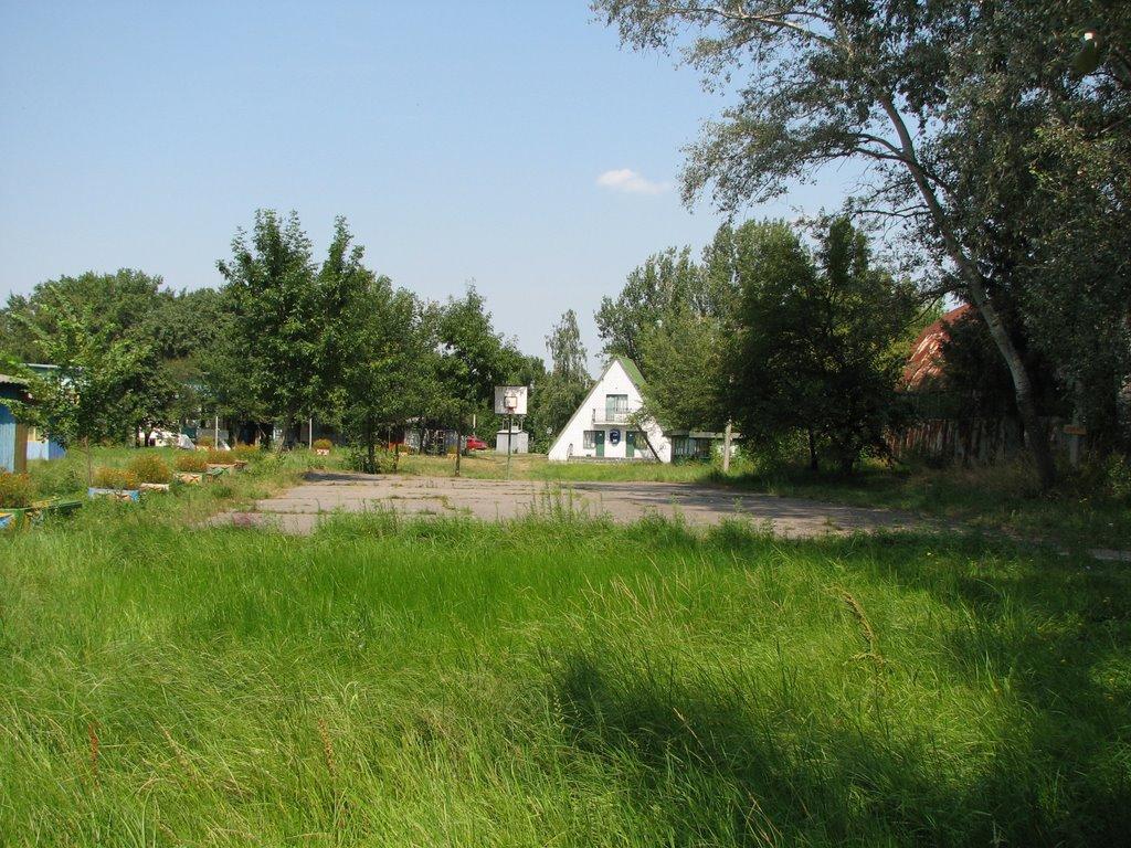Кияшки з panoramio.com - Кияшки
