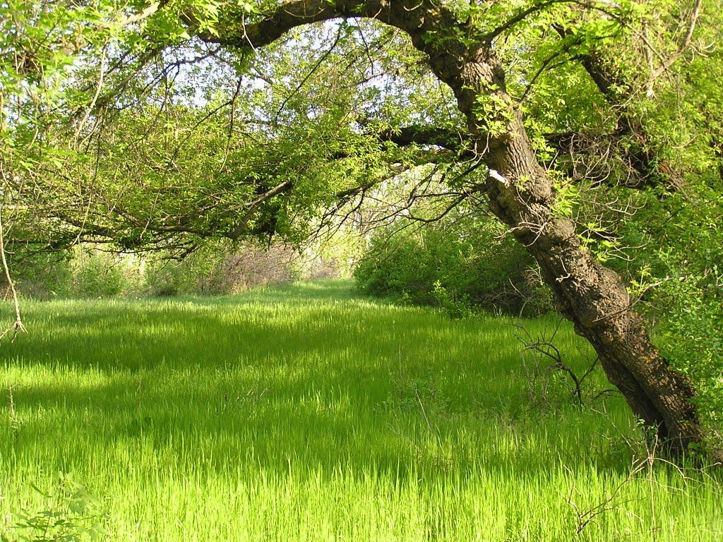 Первомаївка з panoramio.com - Первомаївка