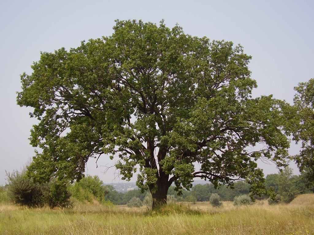 Попасна з panoramio.com - Popasna