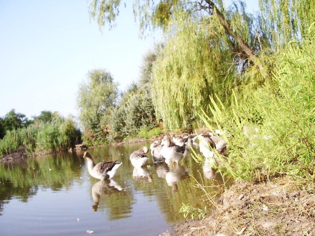 Новоохтирка з panoramio.com - Новоохтирка
