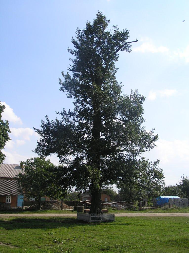 Калинів з panoramio.com - Калинів