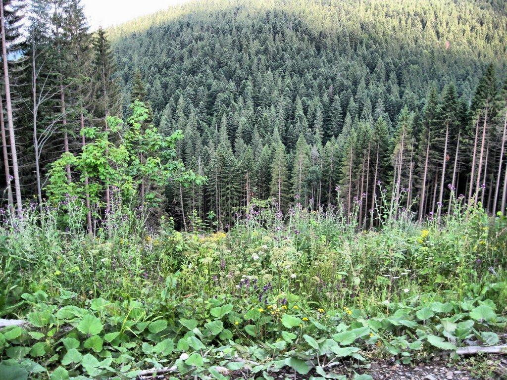 Долішній Шепіт з panoramio.com - Долишний Шепот