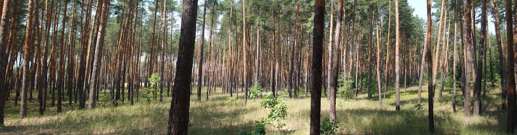 Донецьке з panoramio.com - Донецкое