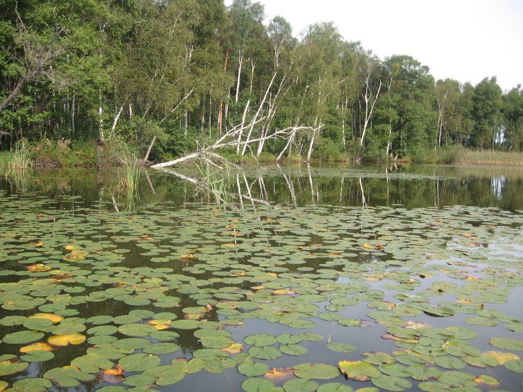 Віл з panoramio.com - Вол