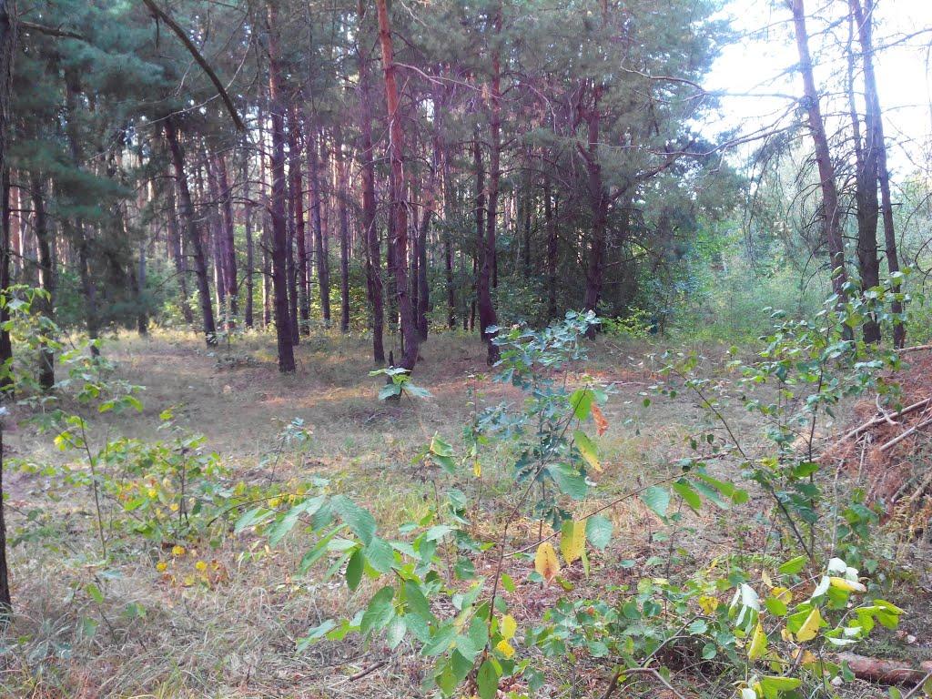 Лозівок з panoramio.com - Лозовок