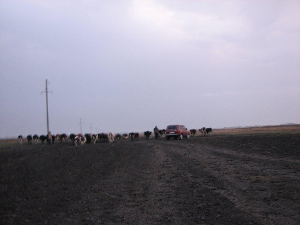 Вовчанське з panoramio.com - Вовчанське