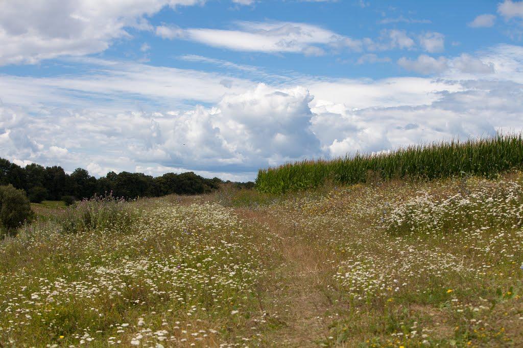 Харліївка з panoramio.com - Харлиевка