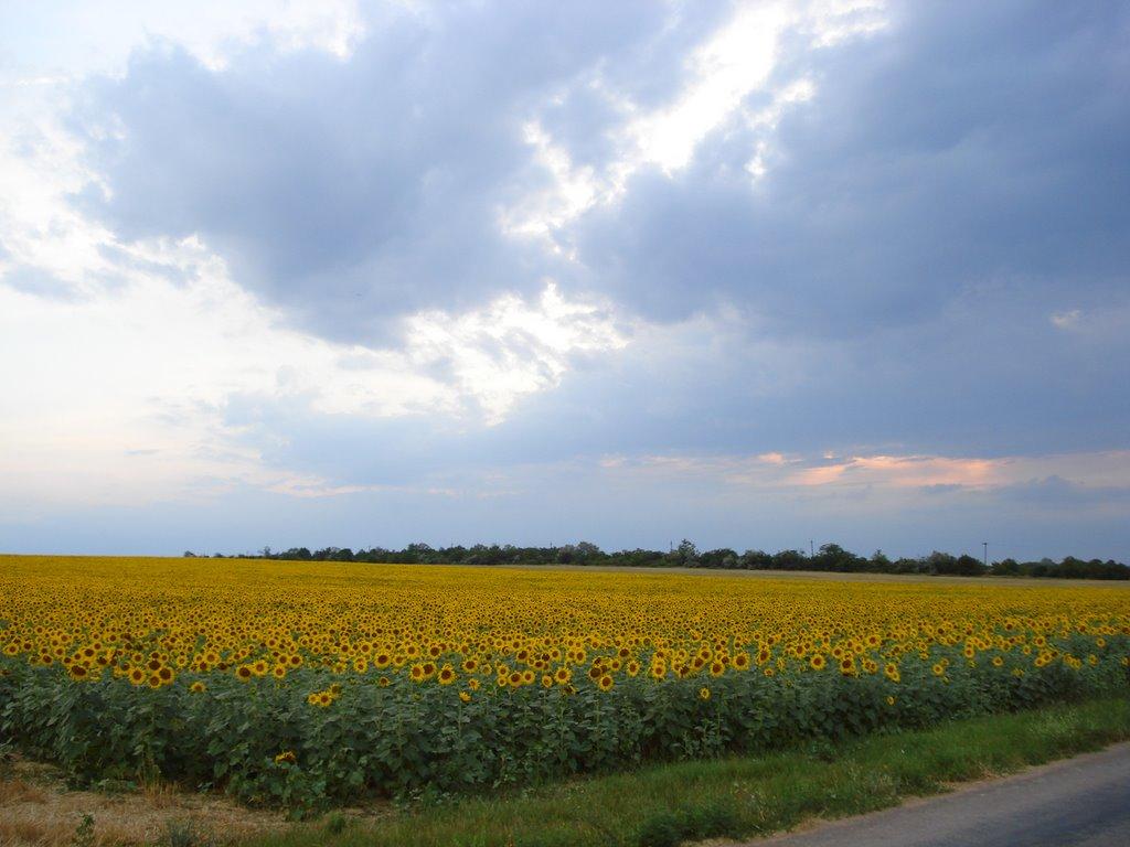 Ковалівка з panoramio.com - Ковалівка