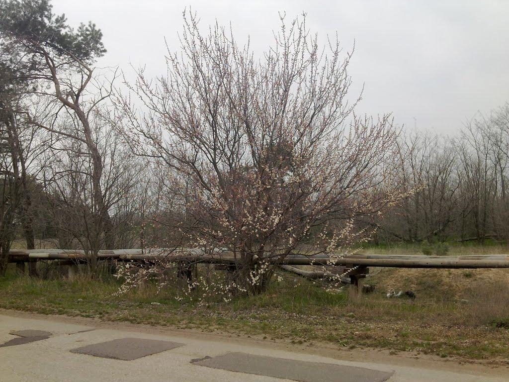 Галицинове з panoramio.com - Галициново