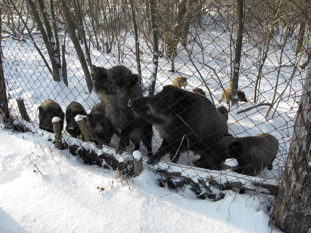 Руда-Сілецька з panoramio.com - Руда-Сілецька