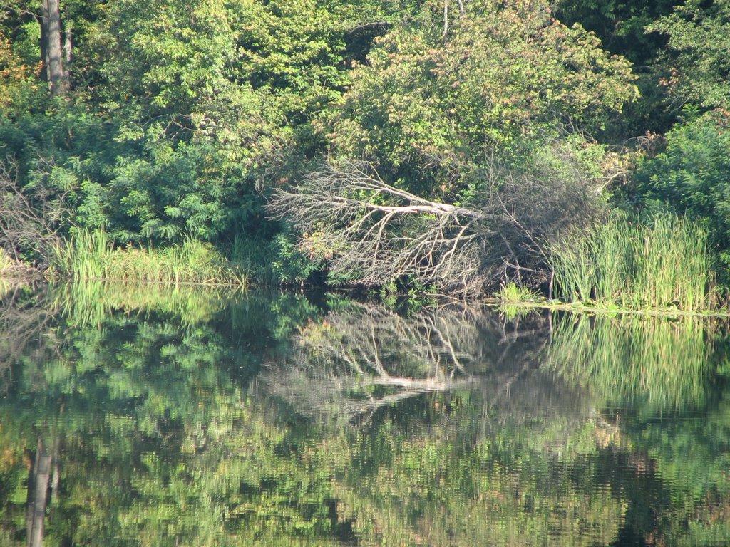 Кияшки з panoramio.com - Кияшки