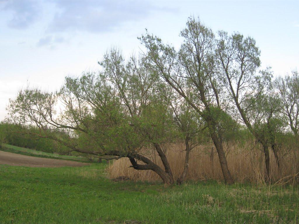 Коробчино з panoramio.com - Коробчино