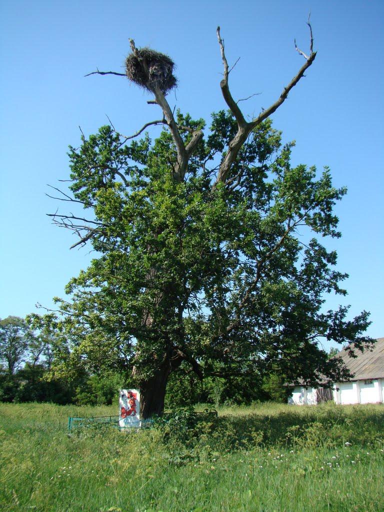 Горошине з panoramio.com - Горошино