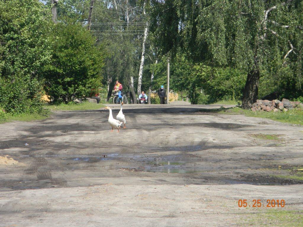 Глушицьке з panoramio.com - Глушицьке