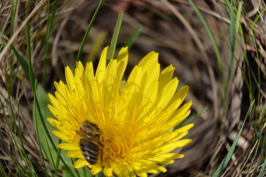 Смоліне з panoramio.com - Смолино