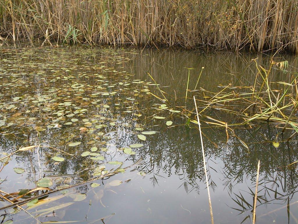 Лихачів з panoramio.com - Lykhachiv