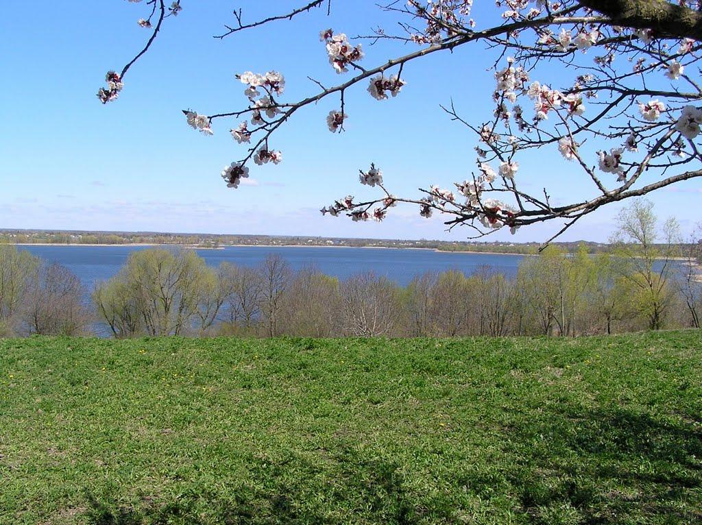 Вороне з panoramio.com - Вороне