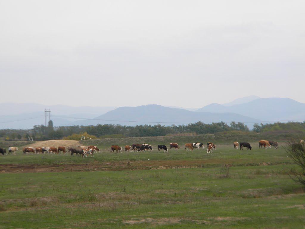 Оклі з panoramio.com - Оклі